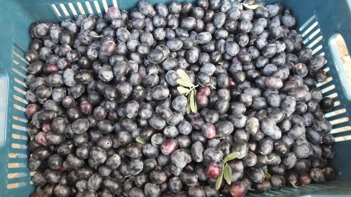 Balıkesir&rsquo;de Gemlik zeytini &ccedil;ift&ccedil;inin y&uuml;z&uuml;n&uuml; g&uuml;ld&uuml;rd&uuml;