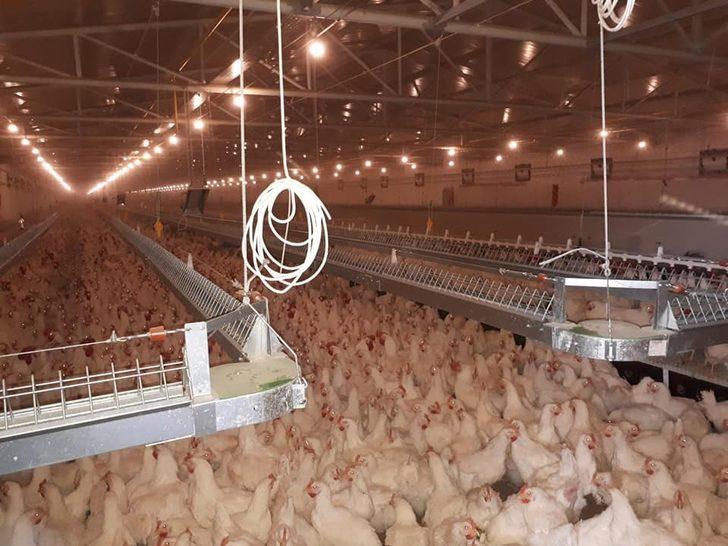 Bilecik’te atların ruam testleri yapılarak, mikroçipleri takılmaya devam ediliyor G3