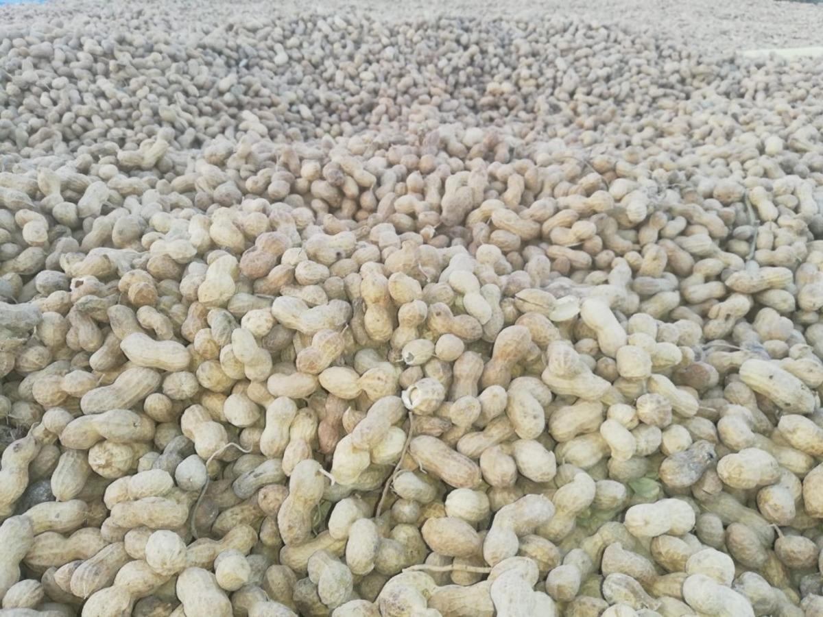 Deneme ama&ccedil;lı ekilen fıstık, &Ccedil;al toprağını sevdi