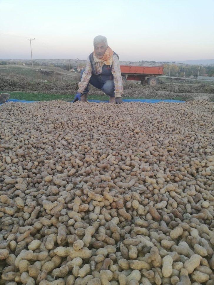 Deneme amaçlı ekilen fıstık, Çal toprağını sevdi G2