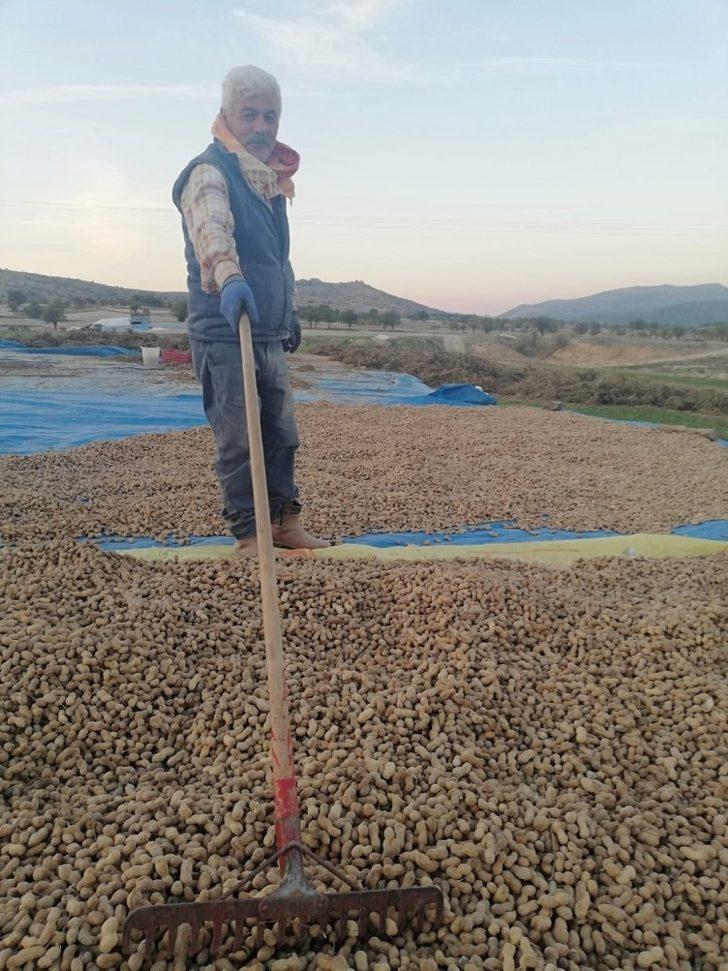 Deneme amaçlı ekilen fıstık, Çal toprağını sevdi G3