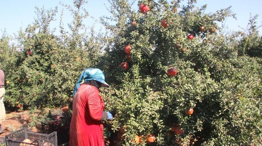 Kilis&rsquo;te nar hasadında sona gelindi