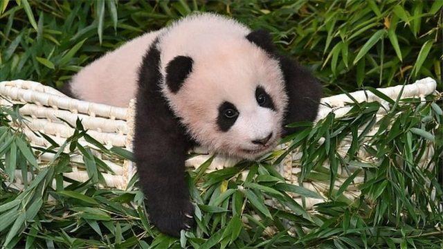 Panda yavrusu Fu Bao, Temmuz ayında Güney Kore'de doğdu.