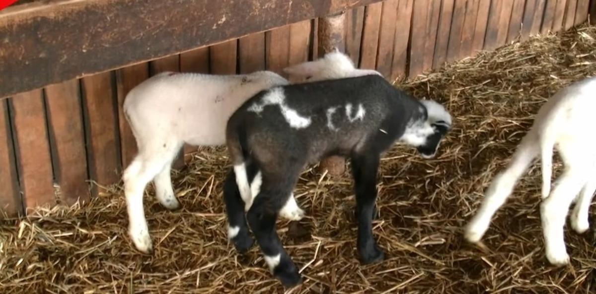 Bursa&rsquo;daki kuzunun &uuml;zerindeki yazanlar g&ouml;renleri şaşırtıyor