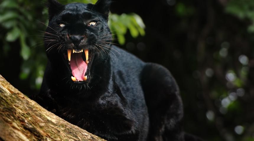 'Panter mi o?' Endişeli halk panter avına çıktı 