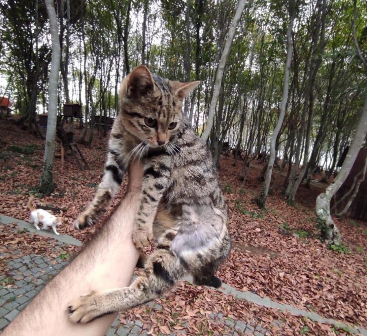 Yaralı kediye B&uuml;y&uuml;kşehir sahip &ccedil;ıktı