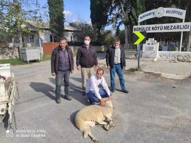 Kazaların önlenmesi için kurban kesip dua ettiler