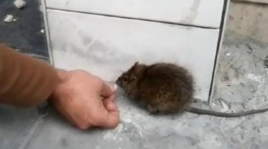 Gören şaşkına dönüyor! Fareyi elleriyle besliyor