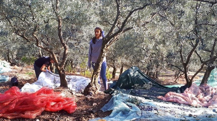Erdek’te zeytin yevmiyeleri belirlendi