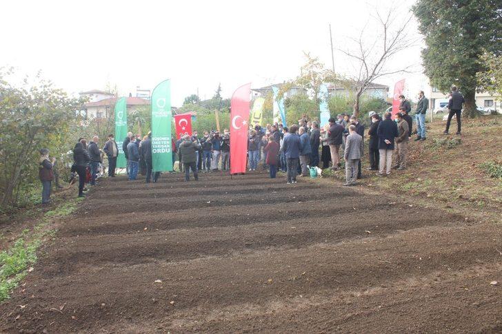 Salep artık Ünye’de de üretilecek G1