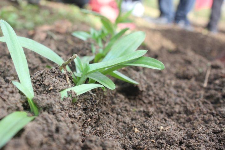 Salep artık Ünye’de de üretilecek G2