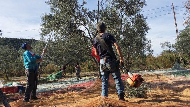 Erdek’te zeytin yevmiyeleri belirlendi