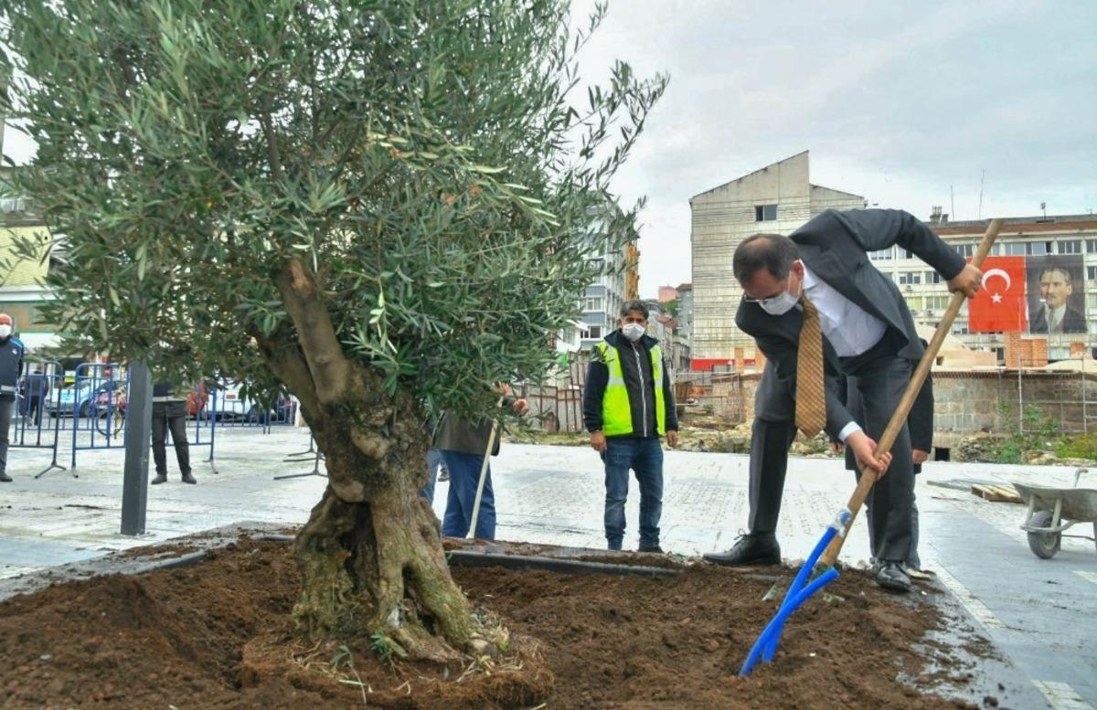 Saathane Meydanı zeytin ağa&ccedil;ları ile yeşilleniyor
