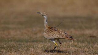 7 yıl sonra ilk kez görülmüştü! Yakalı toy kuşu avcıların hedefi oldu