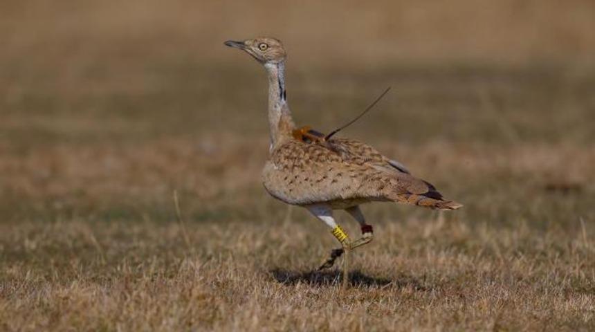 7 yıl sonra ilk kez görülmüştü! Yakalı toy kuşu avcıların hedefi oldu