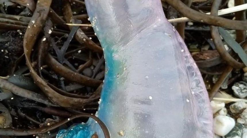 'Yüzen terör' sahile vurdu! Uzmanlar uyardı: Dikkatli ve tetikte olun 