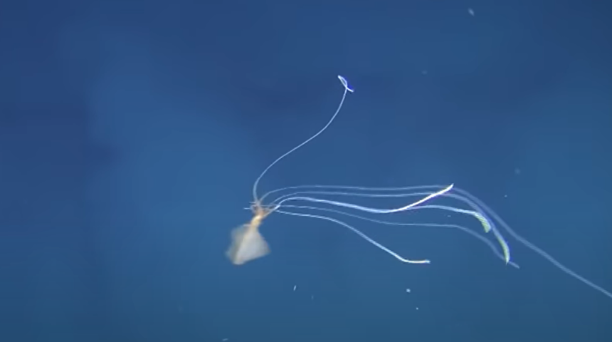 Dünyanın en 'tüyler ürpertici' yaratıklarından biri böyle görüntülendi