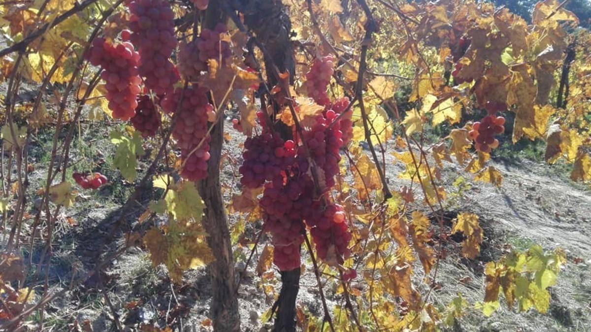Aydın&rsquo;da yayla &uuml;z&uuml;mleri &uuml;reticinin y&uuml;z&uuml;n&uuml; g&uuml;ld&uuml;rd&uuml;