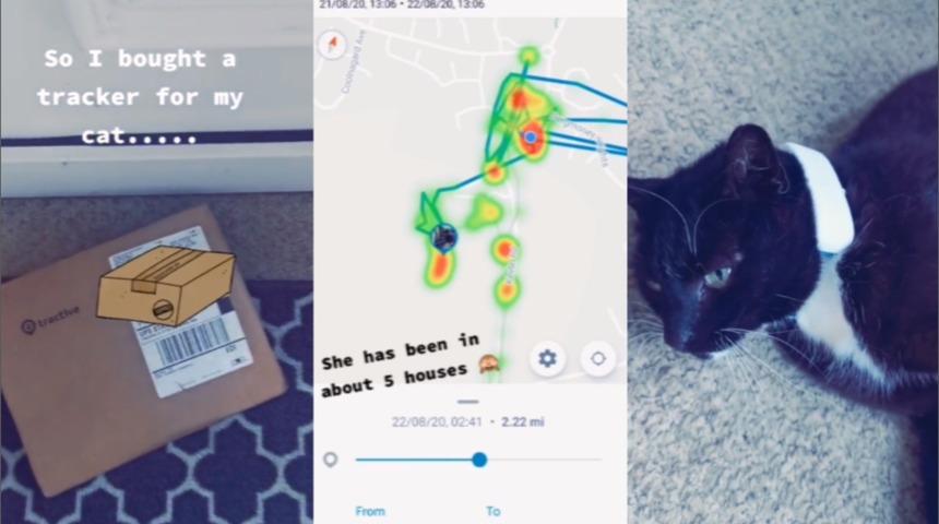 Kedisi tarafından 'aldatılan' kadın şaşkına döndü 