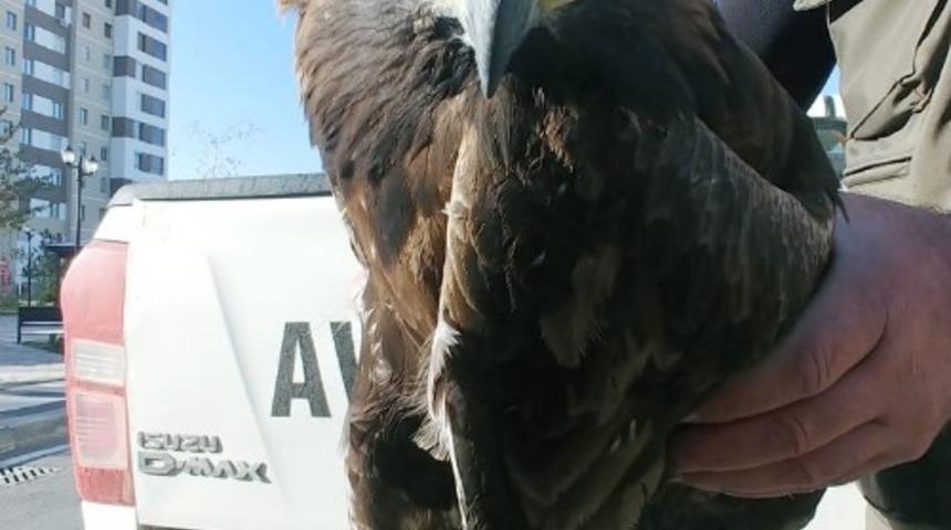 Yaralı kartal ve kızıl şahin tedavi altına alındı