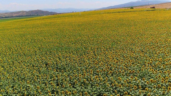 Amasya’da 306 bin dekar alan sulandı G4