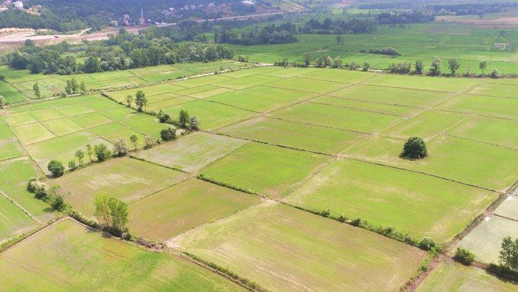 Sinop’ta 31 bin dekar alan sulandı G2