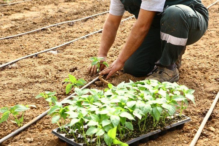 Büyükşehir Ata tohumlarını toprakla buluşturdu G1