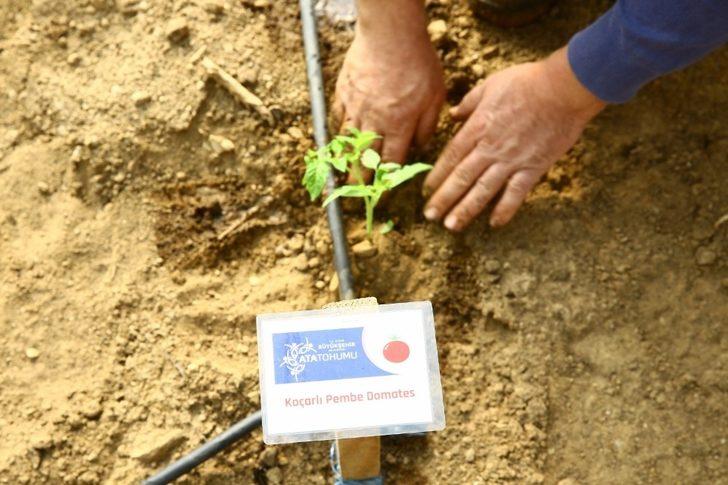 Büyükşehir Ata tohumlarını toprakla buluşturdu G2
