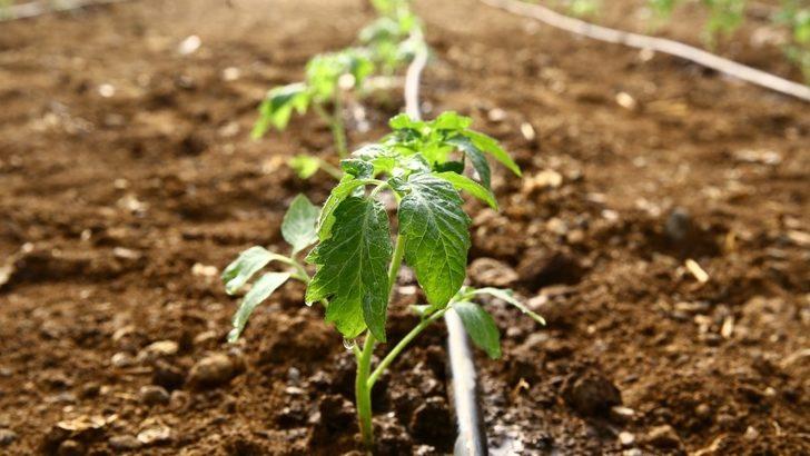 Büyükşehir Ata tohumlarını toprakla buluşturdu G3