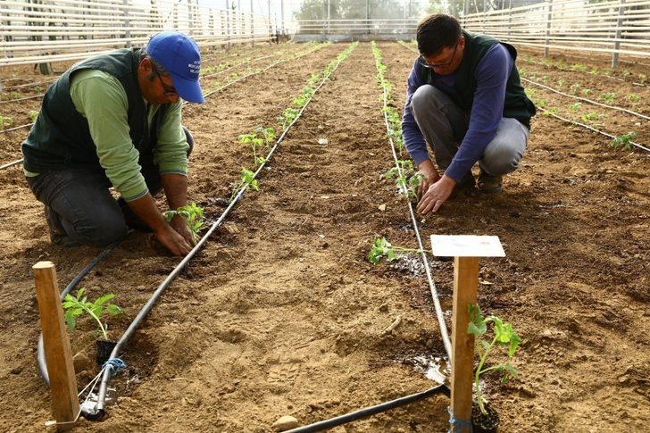 Büyükşehir Ata tohumlarını toprakla buluşturdu G4