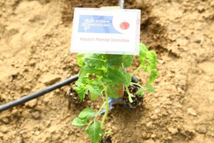 Büyükşehir Ata tohumlarını toprakla buluşturdu G5