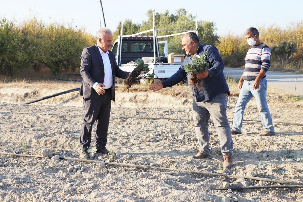 Kurşunlu mahallesine Lavanta bah&ccedil;esi