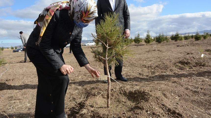 Her can i&ccedil;in bir fidan