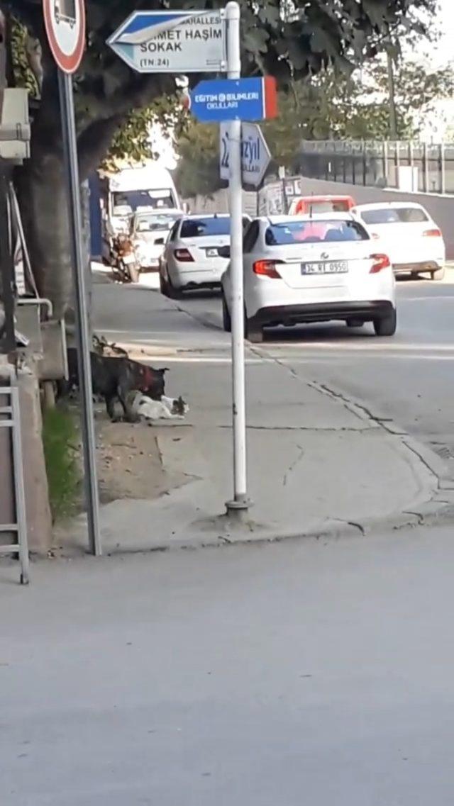 Bursa&rsquo;da pitbull dehşet sa&ccedil;tı 1