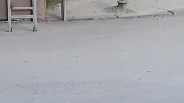 Bursa’da pitbull dehşet saçtı