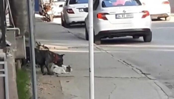 Bursa’da pitbull dehşeti! Sokak kedisini parçaladı