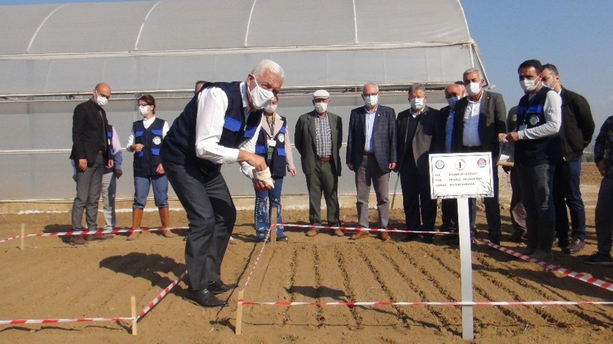 Ata tohumu &lsquo;Karakıl&ccedil;ık&rsquo; buğdayı toprakla buluştu