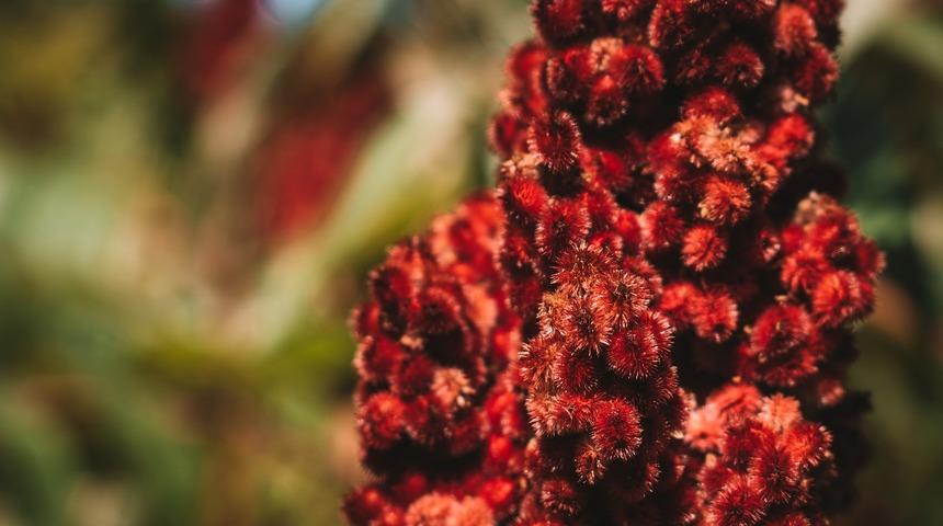 Sumak ve sumak çayı nelere faydalı?