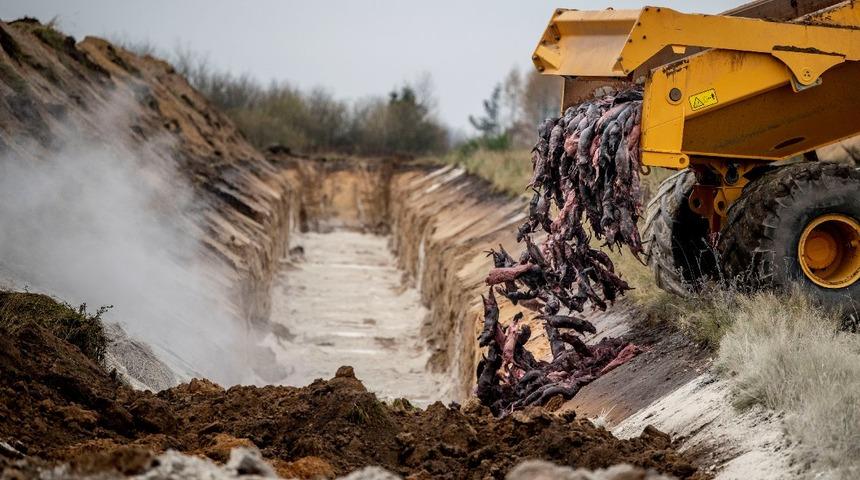Koronalı vizon paniği: T&uuml;rkiye sınırına dayandı!