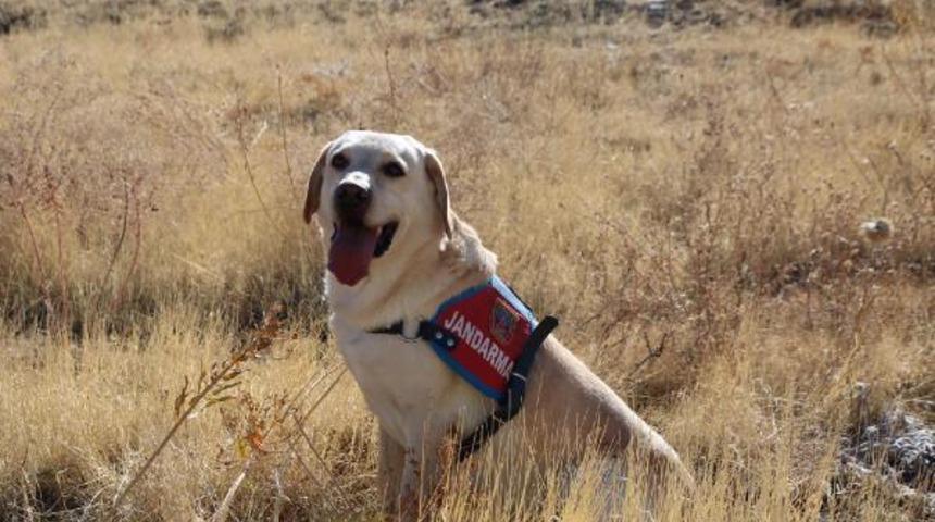 Alzheimer hastası Hatun nineyi jandarma k&ouml;peği 'Dost' buldu