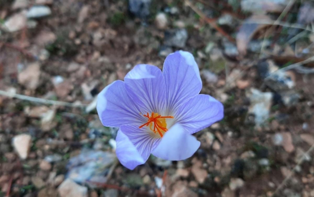 Baharın m&uuml;jdecisi &ccedil;iğdem &ccedil;i&ccedil;ekleri doğayı s&uuml;sledi