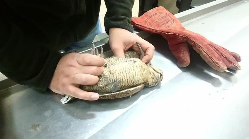 Kars&rsquo;ta su &ccedil;ulluğu ve kızıl şahin tedavi altına alındı