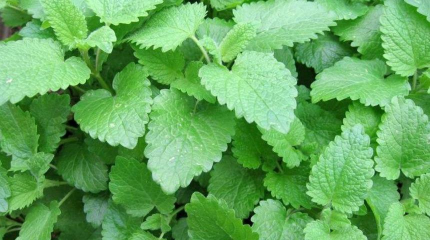 Büyükşehir on binlerce oğul otu ve tıbbi nane verecek