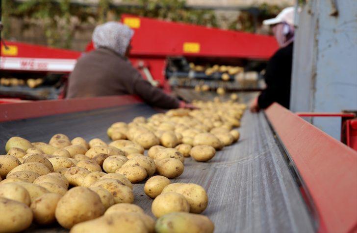 Patates üreticileri ihracat teşviki bekliyor G1