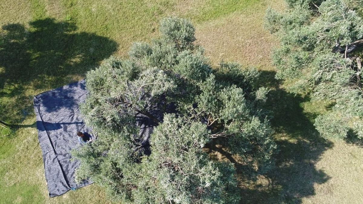 Aydın&rsquo;da memecik t&uuml;r&uuml; zeytinlerde hasat sezonu başladı
