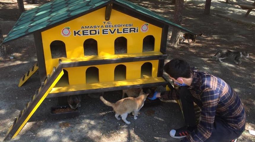Amasya Belediyesi&rsquo;nden sokak kedilerine &ouml;zel kedievi
