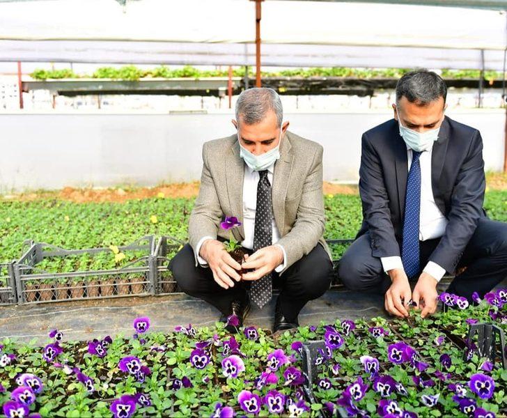 Yeşilyurt Belediye, kendi çiçeğini üretiyor G2