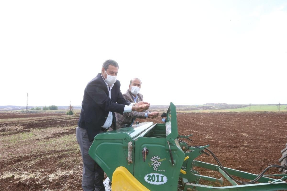 B&uuml;y&uuml;kşehir sertifikalı tohum &uuml;retimine devam ediyor