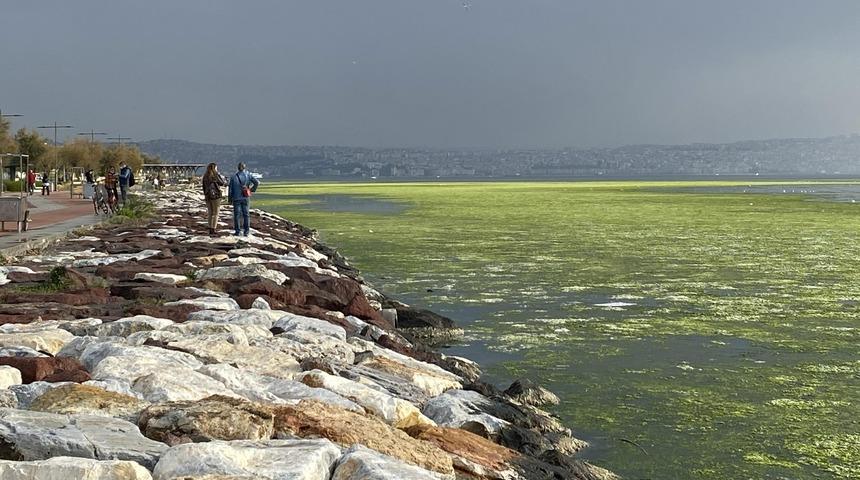 Görenler şaşkına döndü! Bostanlı'da deniz, 'deniz marulu' ile kaplandı