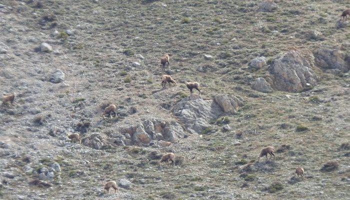 Şamualar, Erzincan’da sürü halinde görüntülendi